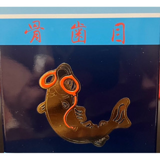代購日本光伸免稅店～骨齒目模型。保證日本帶回