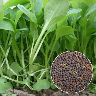 （20天吃蔬菜）高產雞毛菜種子速生小青菜種子 青梗菜新手好養抗熱蔬菜盆栽四季播種葉菜種子