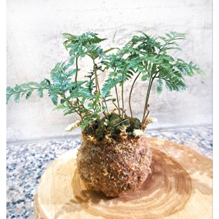苔球(直徑約8-9cm)/兔腳蕨🌱/造景盆栽/上板植物/文青小品/療癒蕨品/家居飾品/鹿角蕨上板/🌿漂流木手工蕨品坊🌿