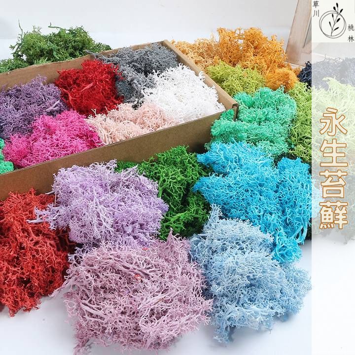 🌿草川桃林🌿台灣現貨-永生苔蘚🌿馴鹿台蘚 馴鹿草 青苔 繡球花 苔蘚 乾燥花盒 天然乾燥花 永生花 花藝材料包 乾燥花