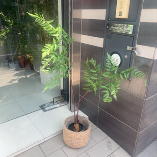 新品上市🌵宅配免運費🌵仿真植物 盆栽 金絲猴蕨 中式植物 景觀綠植盆景 金毛狗蕨 客廳綠植
