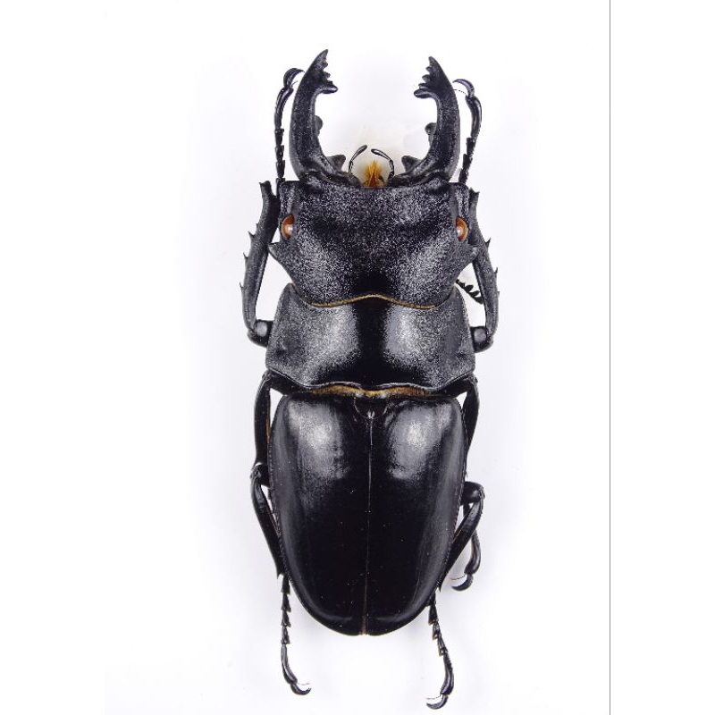 Odontolabis 標本的價格推薦- 2025年11月| 比價比個夠BigGo