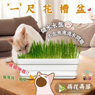 發票現貨~1尺小花槽長盆(附水盤)可壁掛 可平放 貓草 貓薄荷 小麥草 花卉 蔬菜 種植 園藝 花盆 種花盆 塑膠盆