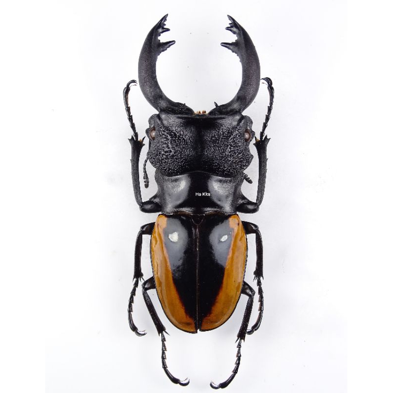 標本 Odontolabis nobuhikoi rare 24mm Odontolabis 標本的價格推薦- 2025年10月| 比價比個夠BigGo