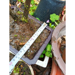 老紫藤一株雙幹小品盆栽已經會開花高度大概只有50公分便宜賣一盆只賣2680元優惠免運好種植喜歡半日照以上的環境
