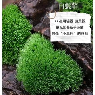 【苔蘚種子】青苔植物種子 陸缸 造景料 吸水上水石盆栽假山盆鋪面微景觀孢子粉 造景青苔 四季鮮活 發芽率高