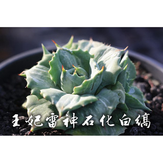 王妃雷神石化白縞 一物一拍 龍舌蘭科 多肉 陽光美錦DAYLIGHT PLANTS