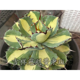 吉祥冠明黃中斑 一物一拍 龍舌蘭科 多肉 陽光美錦DAYLIGHT PLANTS