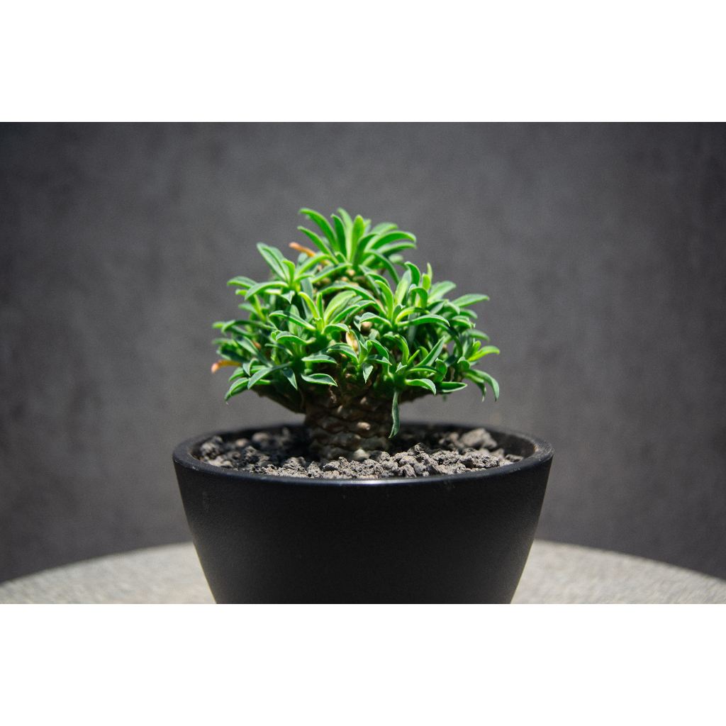 怪魔玉Euphorbia 'Kaimagyoku'