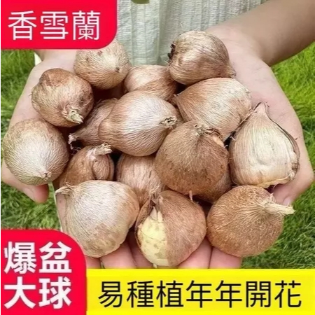 新品推薦【香雪蘭種球】多款小蒼蘭球根 包對版 多年生庭院露臺陽臺濃香型球根耐寒 觀賞花卉濃香型 四季種植