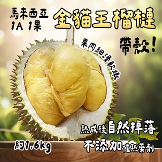 馬來西亞-冷凍帶殼金貓王榴槤1A果1粒(1.6kg±20%)冷凍免運 液態氮真空包裝 肉質滑順 果香濃鬱 榴槤界的愛瑪仕