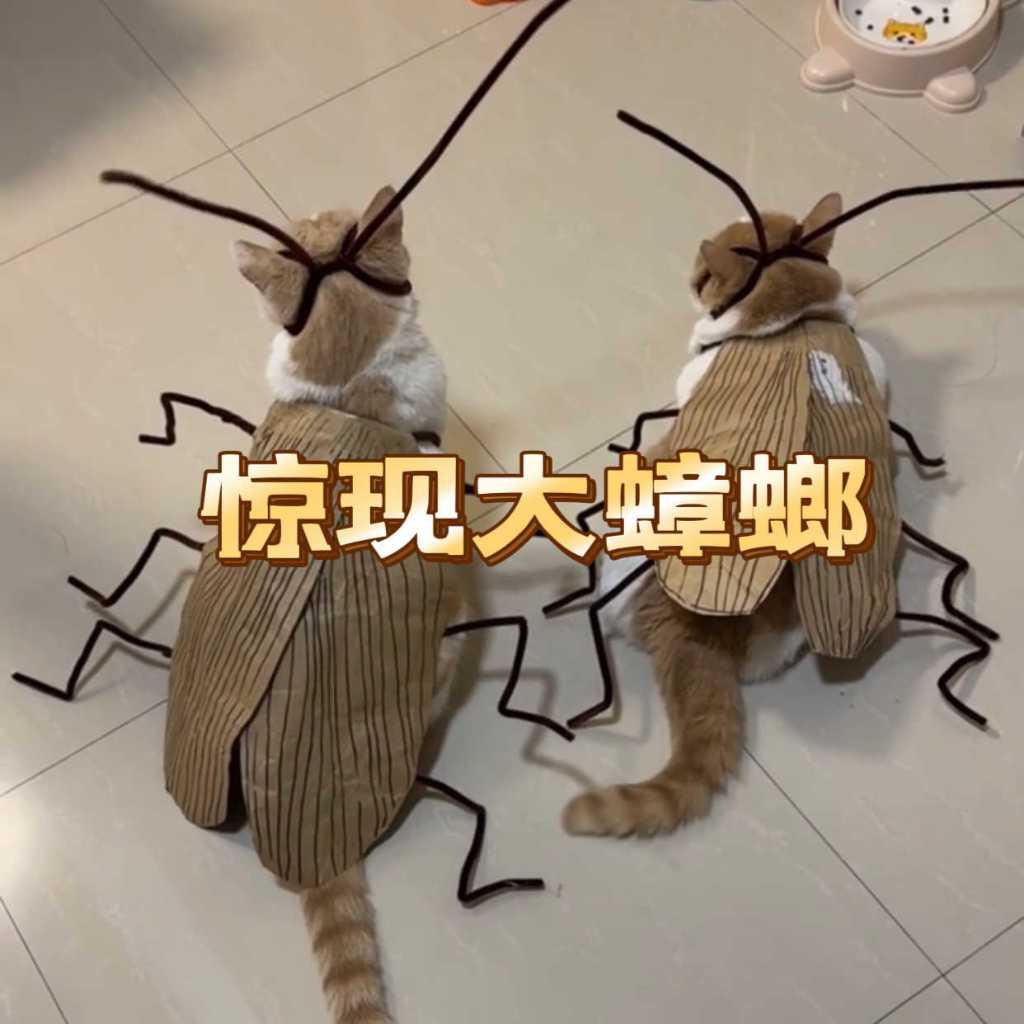 台現📣搞怪寵物服裝 蟑螂裝 ❤️成品🚚材料包 貓咪蟑螂服 寵物蟑螂服 蟑螂 貓 寵物 搞怪cos螂的诱惑 網紅装扮道具