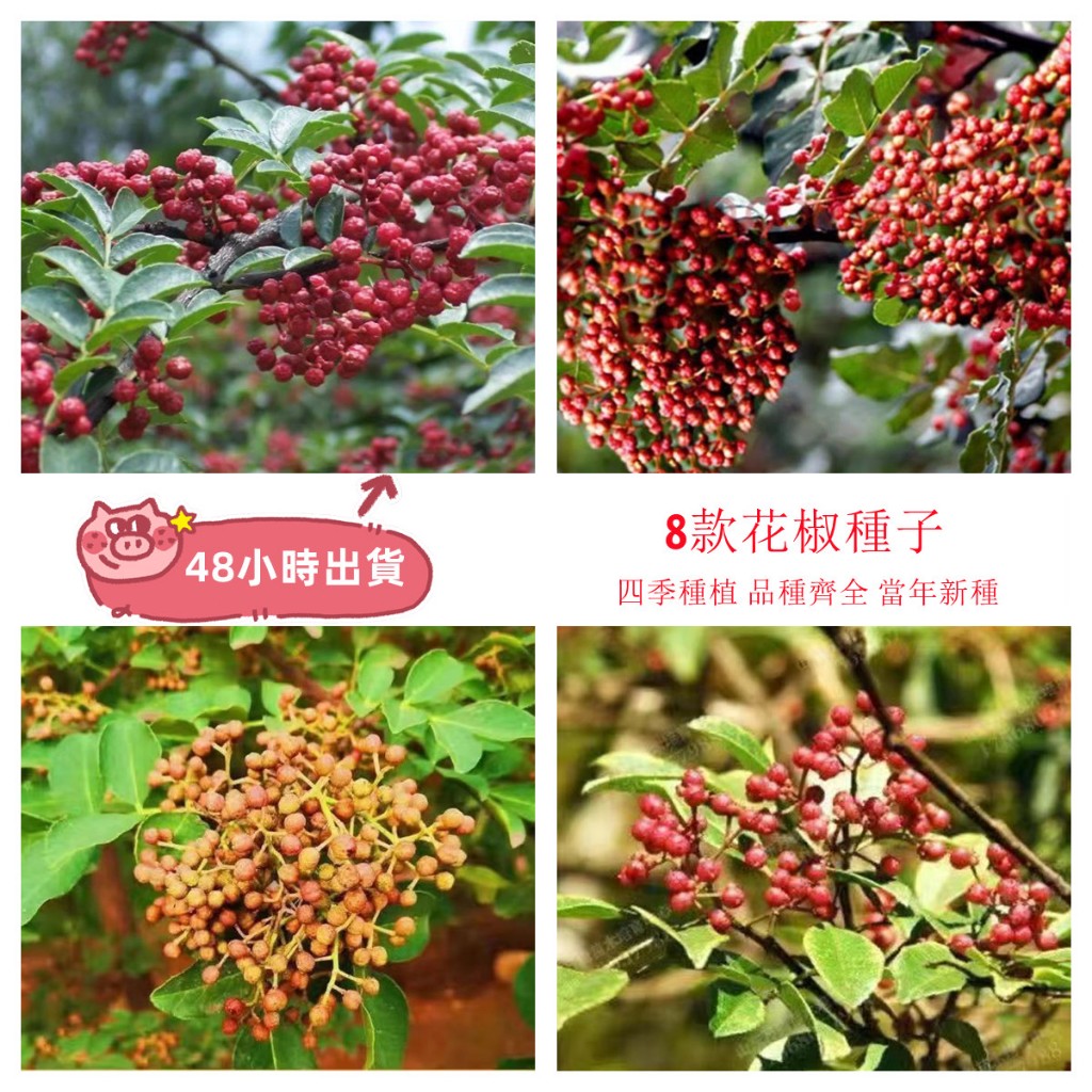 現貨 花椒（20粒）大紅袍花椒種子散裝九葉青花椒高產花椒種子無刺花椒庭院菜園蔬菜香料種子新手種植