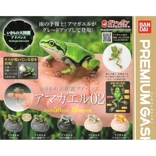 全新 BANDAI 轉蛋 扭蛋 生物大圖鑑進擊 日本雨蛙 P2 青蛙 模型 圖鑑 生物 可動 單售