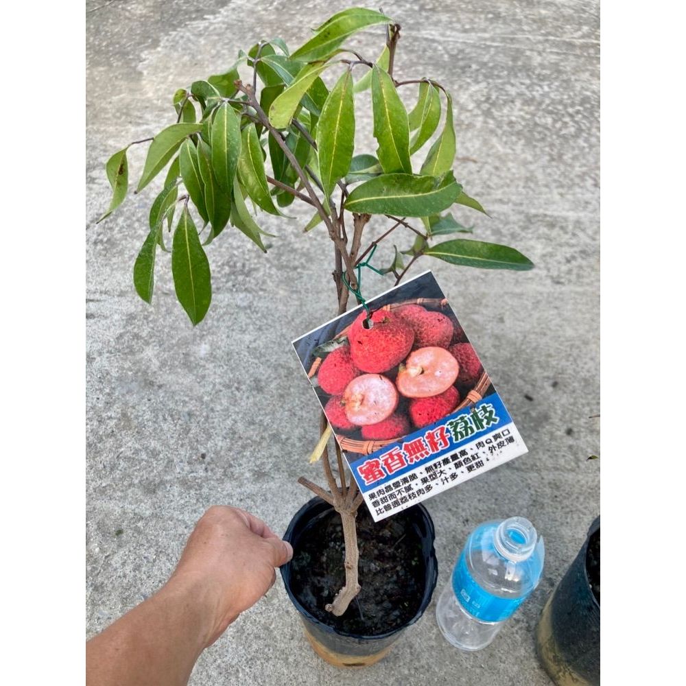 勿直接下標 蜜香無籽荔枝 蜜香無子荔枝 無籽荔枝 荔枝苗 樹苗 盆栽 無子 荔枝 無核 桂味 霸王 紫娘喜 玉荷包 奶雞