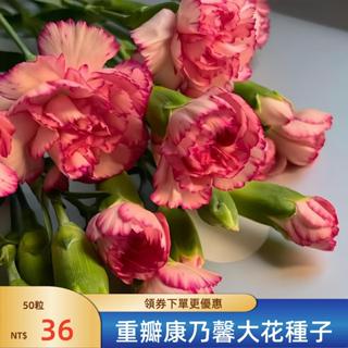 💐【重瓣康乃馨大花種子】💐新種 現貨速發 新手易種活花卉 盆栽陽臺室內外四季開花植物花種籽