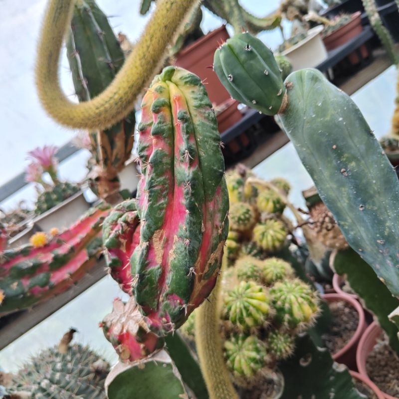 彩龍（龍神木×緋牡丹）（現砍側芽）（側芽仙人掌）2025/5/18，陶器小仙肉