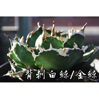 背刺白鯨/金鯨 一物一拍 龍舌蘭科 多肉 陽光美錦DAYLIGHT PLANTS