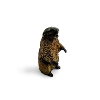 COLLECTA動物模型 - 土撥鼠