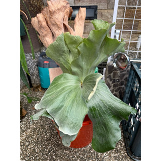 安地斯交象耳鹿角蕨 盆植可上板大小
