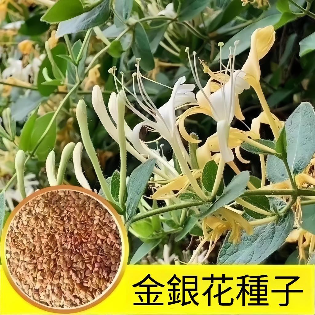 🪴【金銀花種子】🪴(100粒裝）忍冬種子 四季可種植中藥材種子 可食用泡茶種籽 藥用植物花卉種子 庭院室外盆栽種子