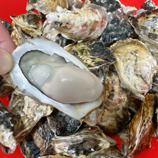 【漁讚】免運費澎湖鮮活帶殼牡蠣 活體帶殼蚵仔 鮮活帶殼牡蠣 活體帶殼牡蠣 鮮活帶殼蚵仔