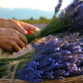 【加油區10ml+】法國真高山薰衣草 French Lavender Essential Oil