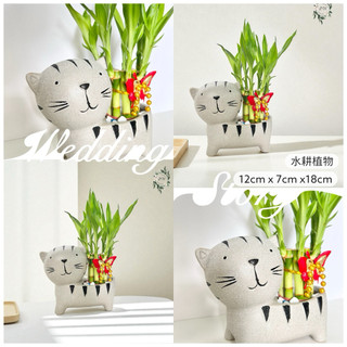 【灰色可愛貓咪盆】萬年青 開運竹 室內水耕植物 盆栽 開店送禮 招財 開運 風水 送禮 入厝 升遷 裝飾 居家 無土種植