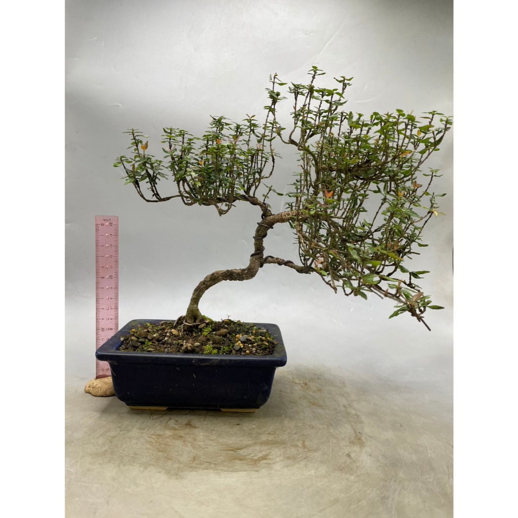 日本縮緬葛的價格推薦- 2025年12月| 比價比個夠BigGo