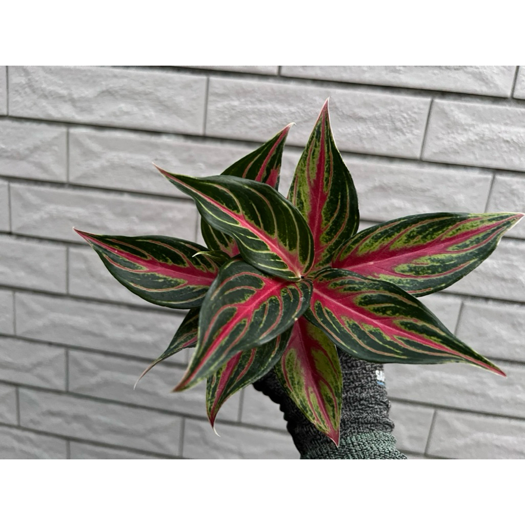 火狐狸粗肋草 Aglaonema 'Hot Flaming'