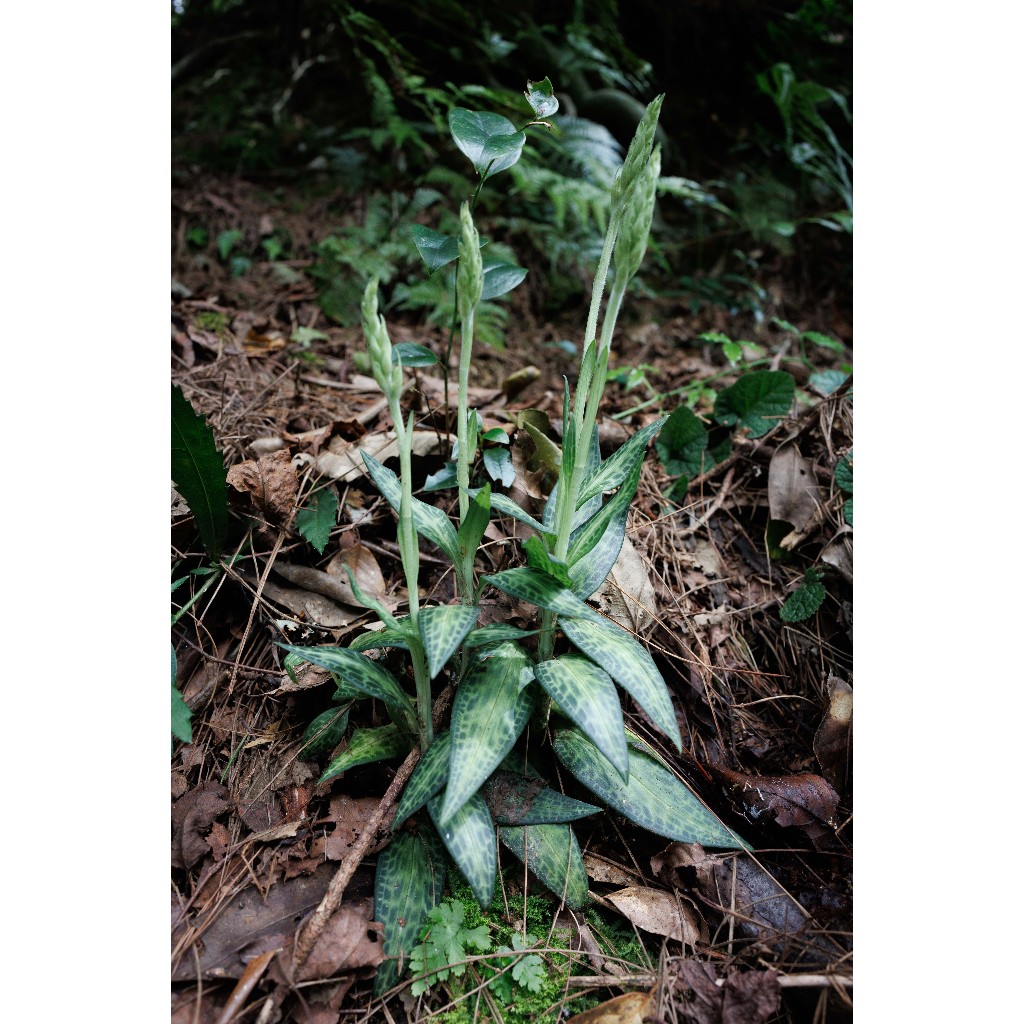 台灣原生種蘭花的價格推薦- 2026年1月| 比價比個夠BigGo