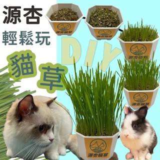 ✪寵物巿集✪源杏 輕鬆玩貓草 禮盒 栽培盒 精心挑選優質種子 DIY 愛貓 辦公室桌面生態果蔬植物種子 交換禮物