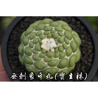 無刺象牙丸(實生株) 一物一拍 仙人掌科 多肉 陽光美錦DAYLIGHT PLANTS