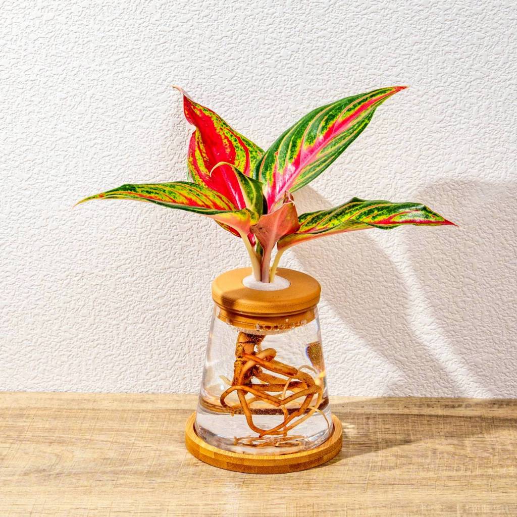 火狐狸粗肋草 三角水耕盆栽 室內植物 觀葉植物 禮物 水培 辦公室小物 水耕盆栽