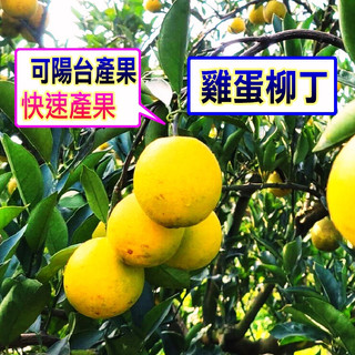 雞蛋柳丁苗🟡矮化嫁接苗盆栽🟡台灣南北快速產果🟡 柳丁 柳丁苗 樹苗 果苗 矮化果樹 矮生盆栽 矮化盆栽 水果苗 水果盆栽