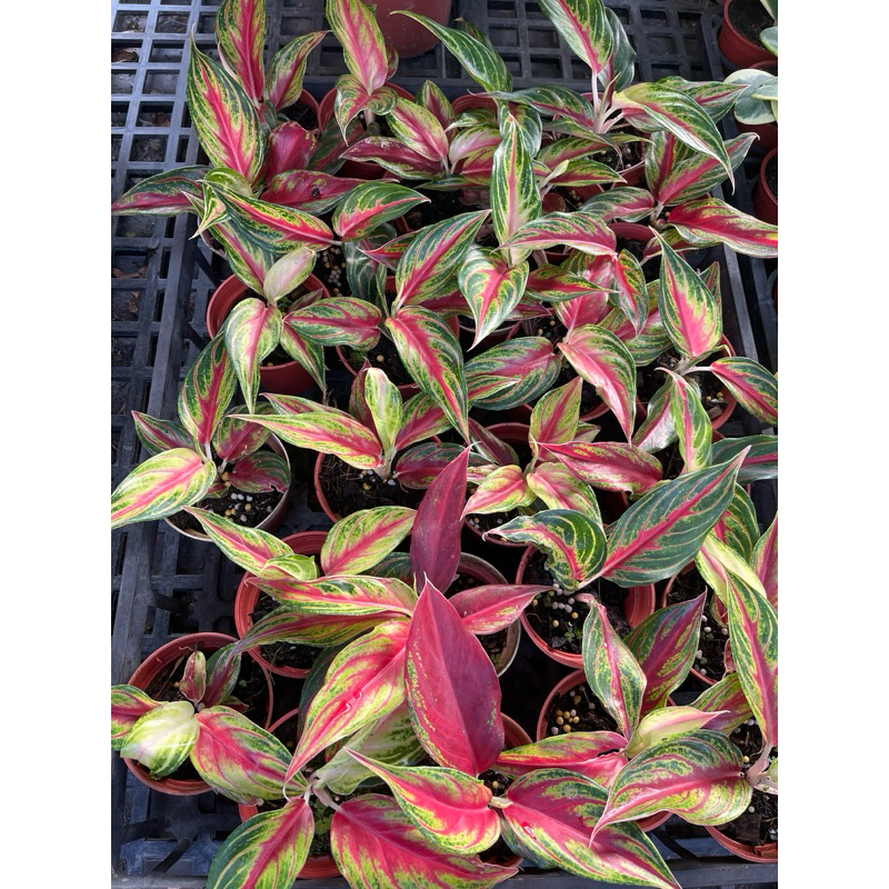 火狐狸 粗肋草｜3吋盆/苖植袋～室內🦊空氣淨化植物⋯