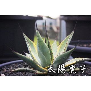 太陽黑子 一物一拍 龍舌蘭科 多肉 陽光美錦DAYLIGHT PLANTS