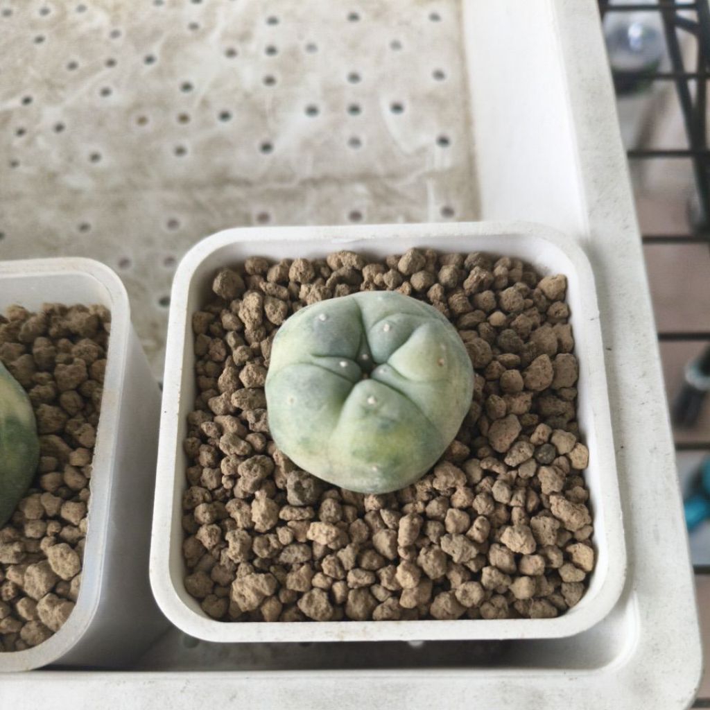 銀冠玉錦的價格推薦- 2026年2月| 比價比個夠BigGo