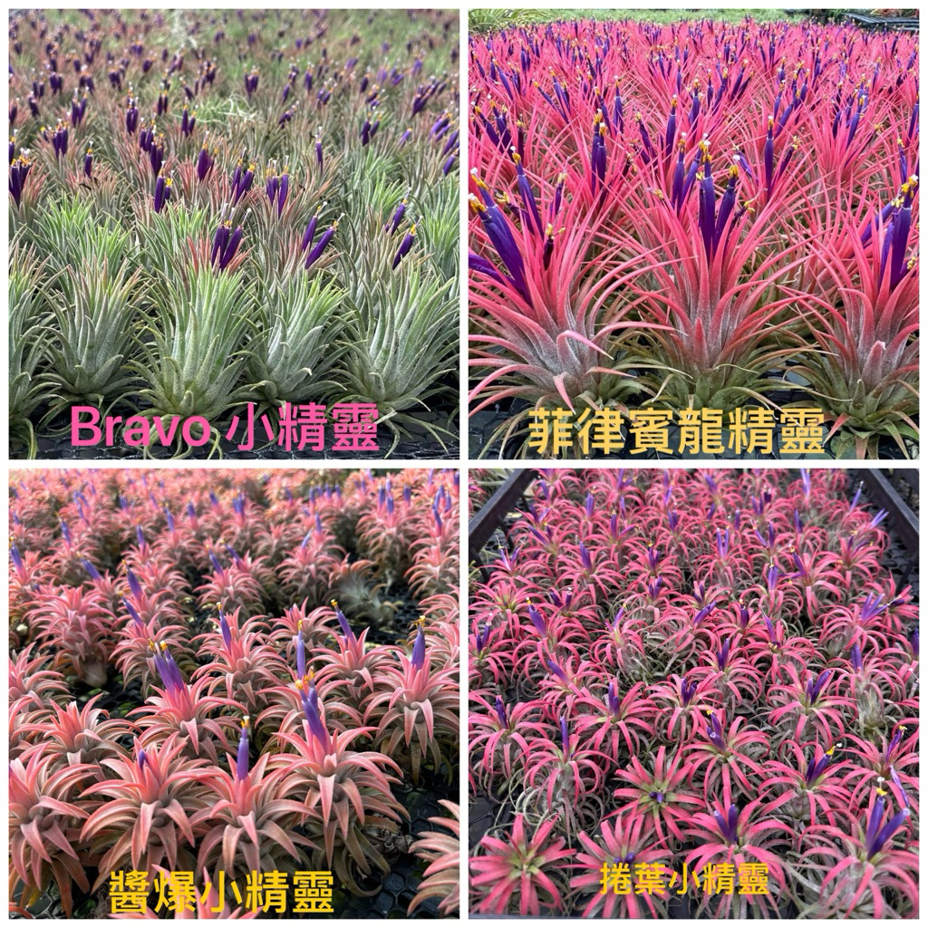 【純粹愛玩鳳】捲葉小精靈/菲律賓龍精靈/醬爆小精靈/Bravo小精靈--空氣鳳梨-婚禮小物-小植栽