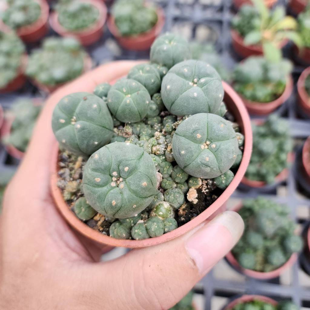 烏羽玉｜優惠推薦- 蝦皮購物- 2025年12月