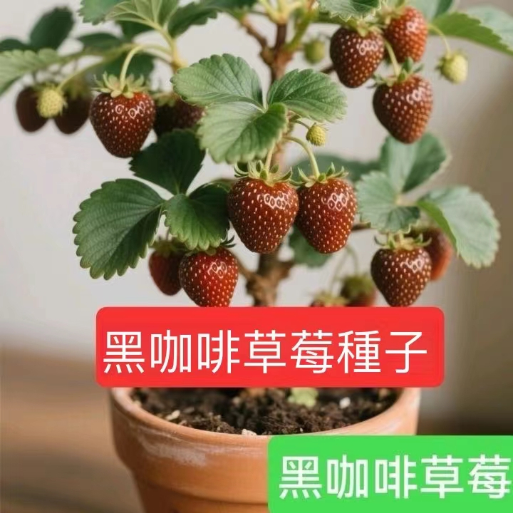 現貨 黑咖啡草莓種子（200粒）日本進口新品種草莓~奶油草莓~四季草莓盆栽水果種子#Strawberr四季種植 多年生