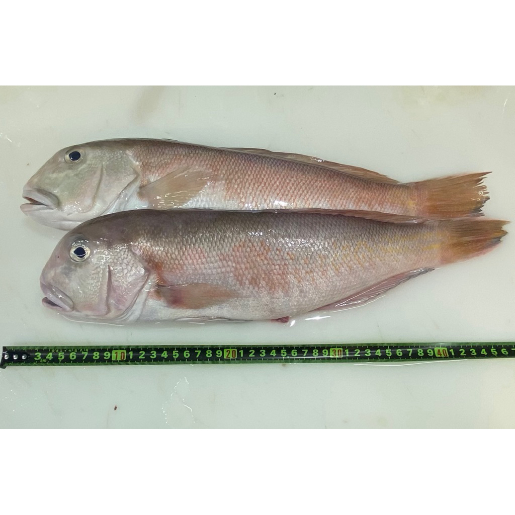 馬頭魚冷凍的價格推薦- 2026年1月| 比價比個夠BigGo