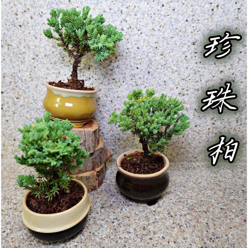 真柏盆栽｜優惠推薦- 蝦皮購物- 2026年5月