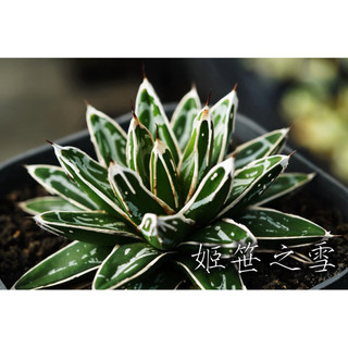 姬笹之雪 一物一拍 龍舌蘭科 多肉 陽光美錦DAYLIGHT PLANTS