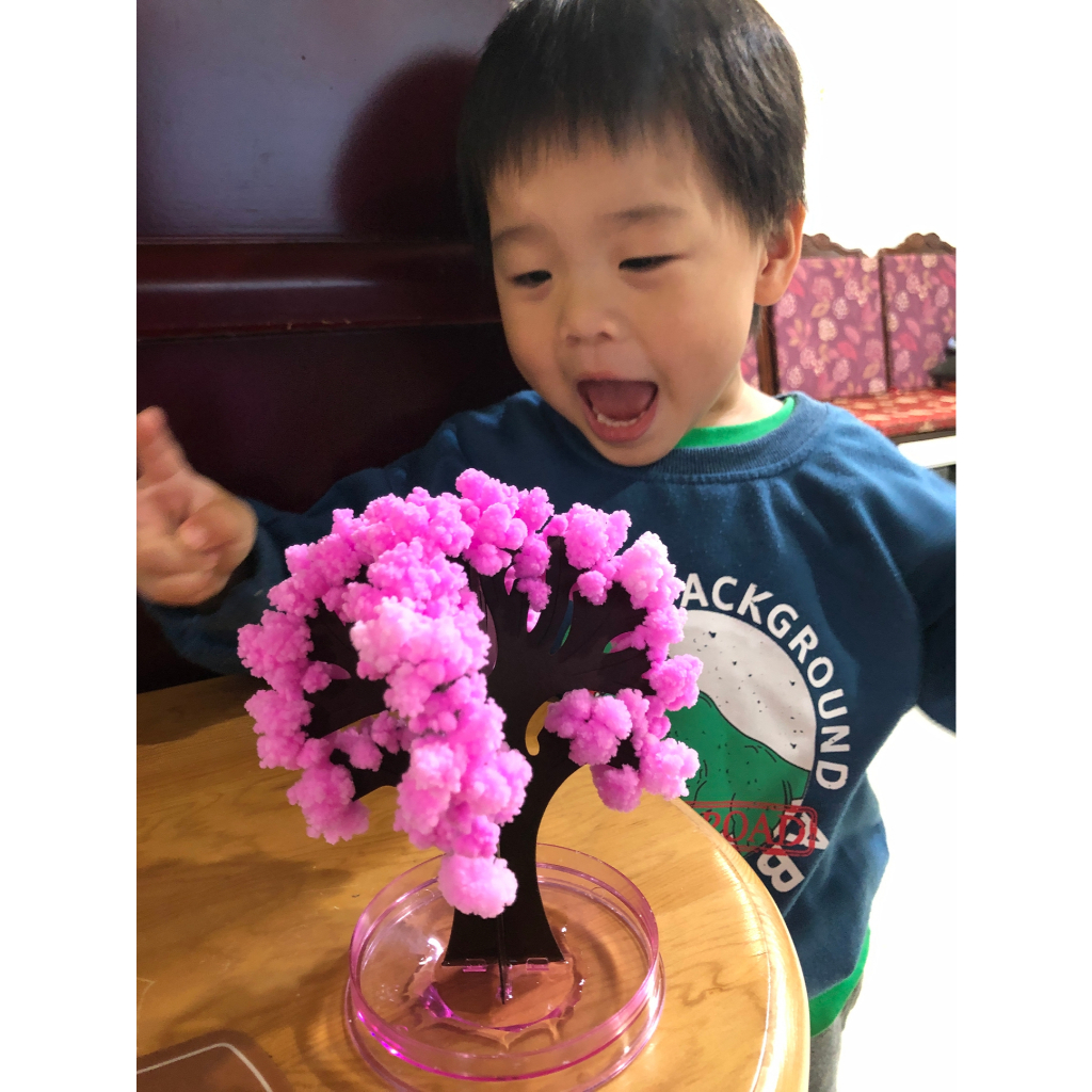 台北現貨 神奇紙樹開花~澆水開花 魔法櫻花版/ 科學實驗 日本賞櫻  療癒系小物