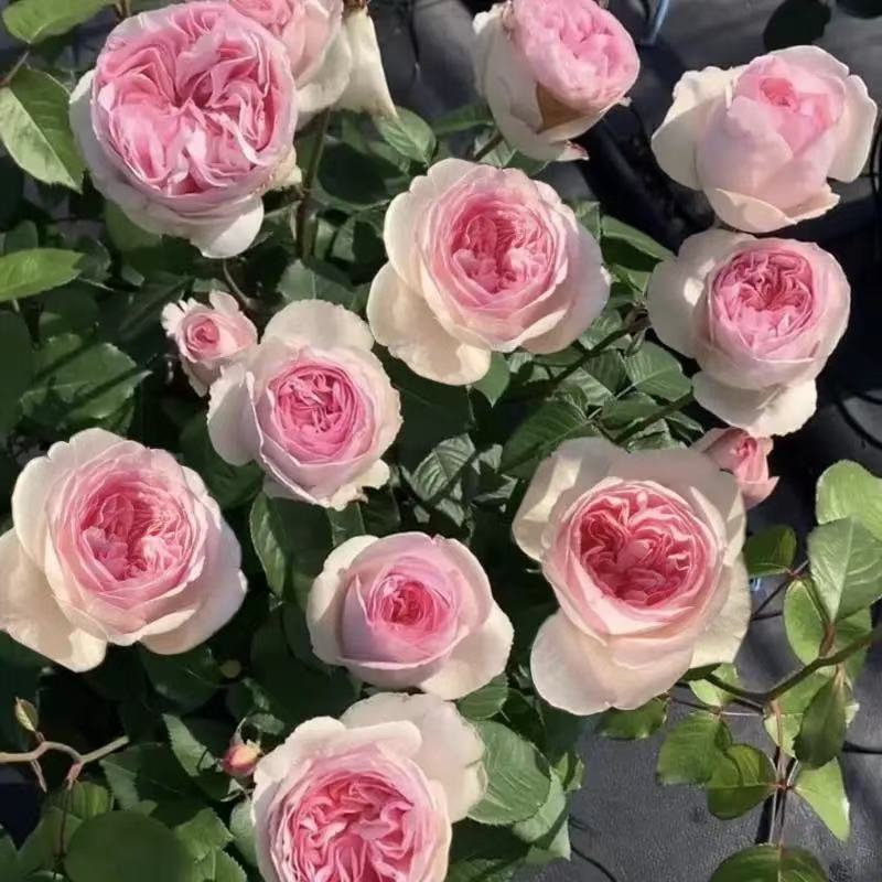 月季花3吋盆 伊芙月季 伊芙乙女心月季花 玫瑰花 薔薇 爬藤大花 藤本植物 花期帶花苞出貨 月季花苗