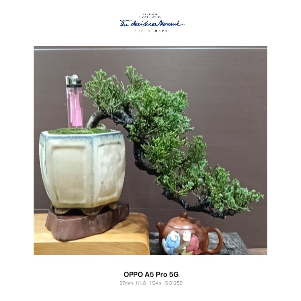 懸崖樹型真柏的價格推薦- 2026年2月| 比價比個夠BigGo