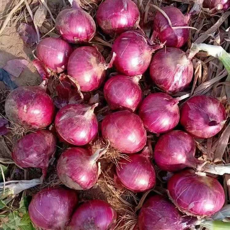 美樂洋蔥種子 梅勒洋蔥 生食洋蔥品種 黃皮洋蔥 甜味洋蔥 進口蔬菜種子 不易催淚 廚房花園 家庭菜園 陽台種植 耐儲存作