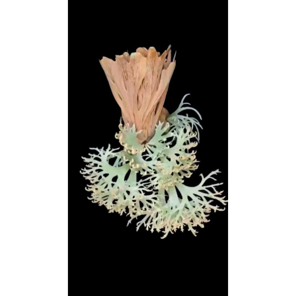 yellow moon dwarf 'totoro' sporeling 316 yellow moon dwarf 'totoro