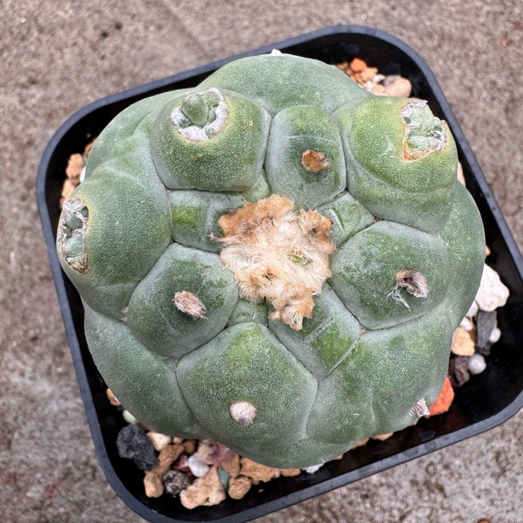 疣銀冠玉的價格推薦- 2026年3月| 比價比個夠BigGo